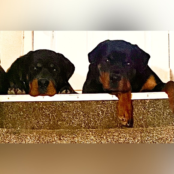 ๐จIโm live! Come shop with me and share your items too! ๐๏ธ๐คฉ - Picture 4 of 4